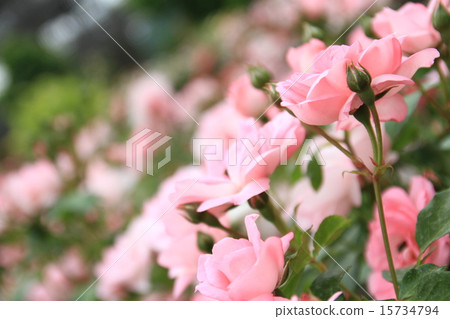 Rose blooms garden 15734794