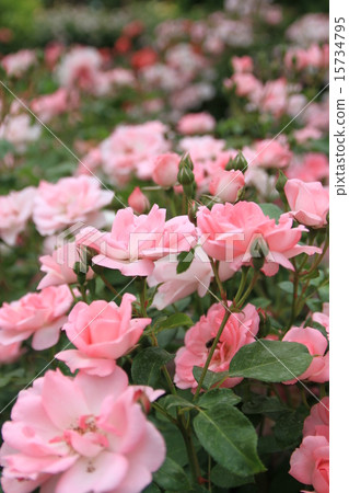 Rose blooms garden Rose blooms garden 15734795