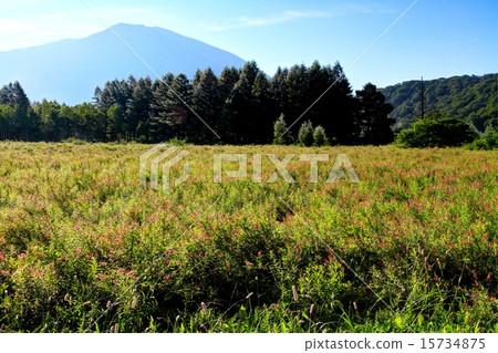 Hoshamishimuchi綻放Odashirohara和Mt. 15734875