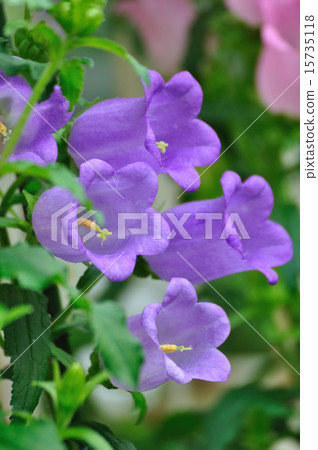 Campanula Medium（Vincent）紫色 15735118