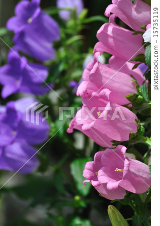 Campanula Medium（菠菜）粉紅色 15735119