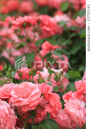 玫瑰綻放花園 玫瑰綻放花園 15735141