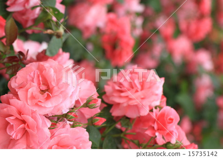 玫瑰綻放花園 玫瑰綻放花園 15735142