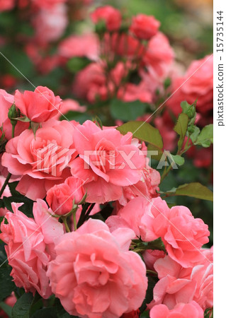 玫瑰綻放花園 15735144