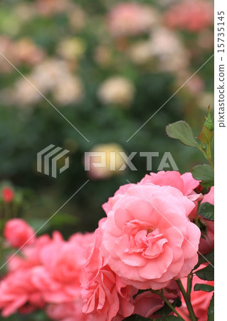 玫瑰綻放花園 玫瑰綻放花園 15735145