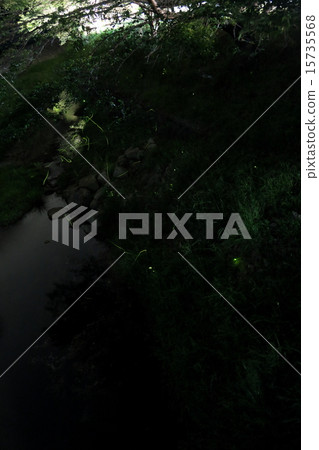 總螢火蟲03 15735568