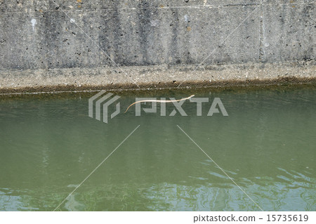 A young snake of Aoda shoshu swimming in a canal 2 15735619