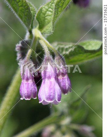 Flowers of tender fin 15735621