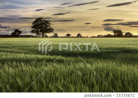 Sunset - Farmland - Agriculture 15735672