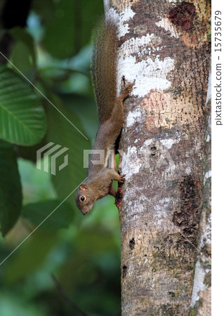 大蕉松鼠（Bananaris） 15735679