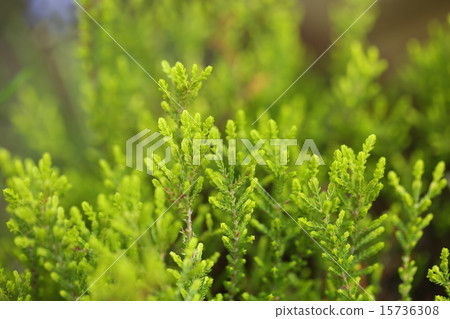 Beautiful green Erika Beautiful green Erika 15736308