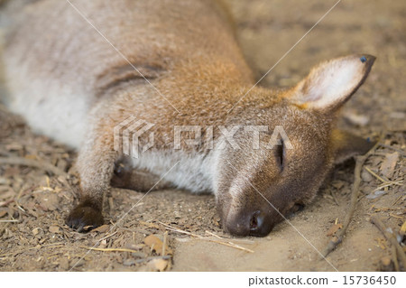 在小袋鼠休息 在小袋鼠休息 15736450