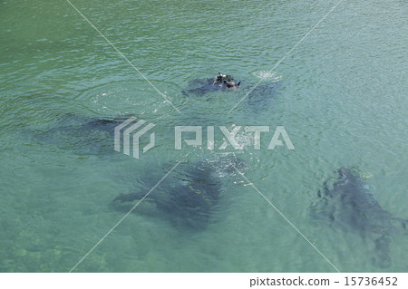 Diving image 15736452