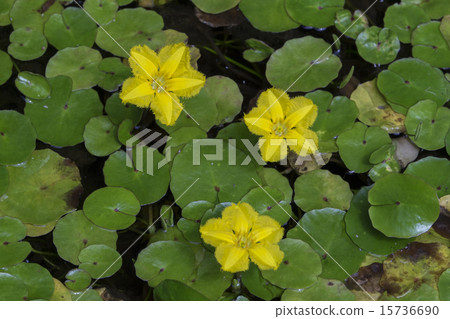 Asaza Asaza 15736690