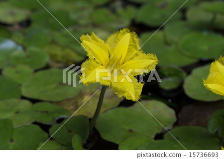 Asaza Asaza 15736693