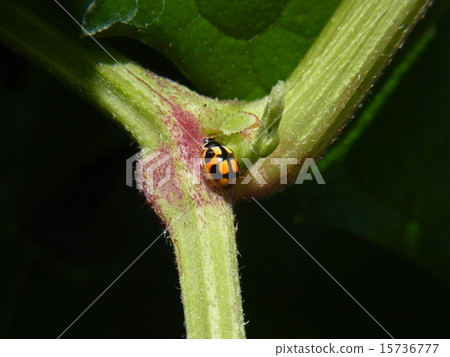 Ladybird 15736777
