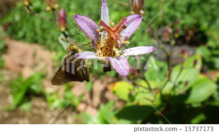 Hototogis和Coccinella蝴蝶 Hototogis和Coccinella蝴蝶 15737173