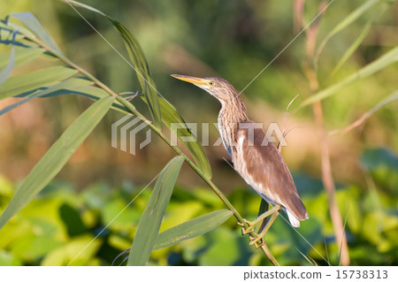 Squacco Heron (Ardeola ralloides) 15738313