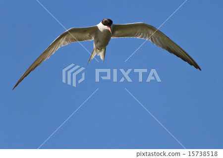 common terns 15738518