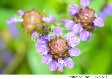 Purple flower of Rice Bogusa Purple flower of Rice Bogusa 15738619