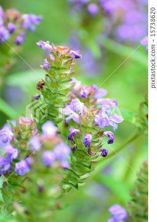 Purple flower of Rice Bogusa Purple flower of Rice Bogusa 15738620
