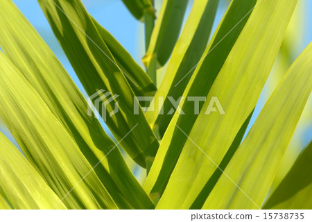 Fresh green plants outdoors  Fresh green plants outdoors  15738735