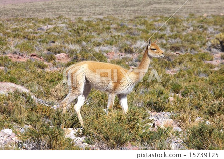 South America Chile Northern Andean wild inhabited in the highlands Vicuña South America Chile Northern Andean wild inhabited in the highlands Vicuña 15739125
