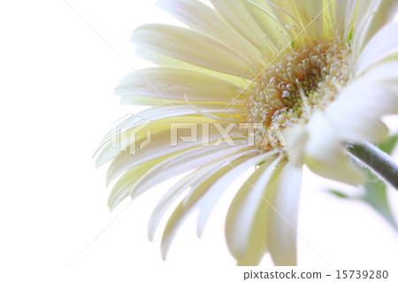 Gerbera Gerbera 15739280