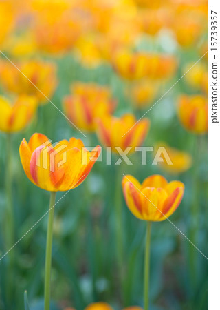Yellow and orange mixed tulips 15739357