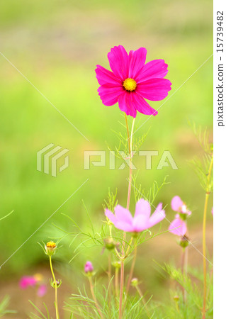 新鮮的波斯菊花 15739482