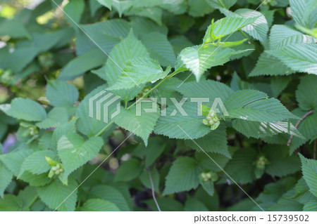 白筍果實 白筍果實 15739502