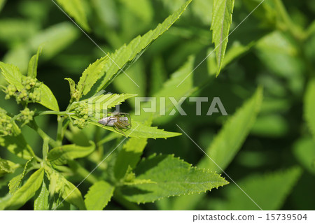 蜘蛛和嫩葉 蜘蛛和嫩葉 15739504