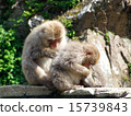 要修飾的猴子（日本獼猴） 15739843