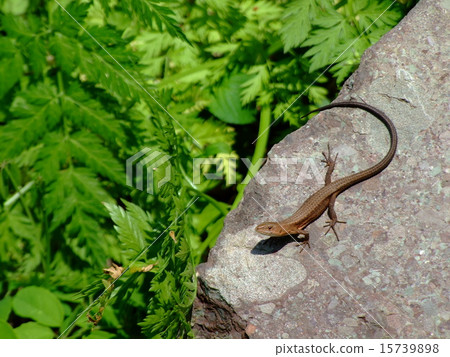 Japanese kana snake Japanese kana snake 15739898