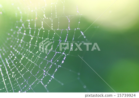 Spider web Spider web 15739924