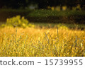 金色的田野 15739955