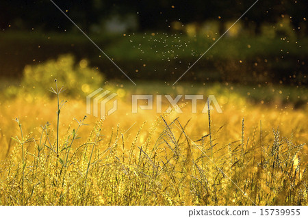金色的田野 15739955