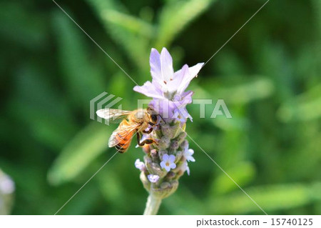 Close-up of bee sucking lavender honey 15740125