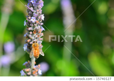 Close-up of bee sucking lavender honey 15740127