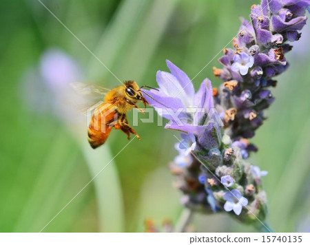 Close-up of bee sucking lavender honey 15740135