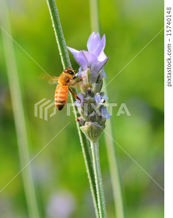 Close-up of bee sucking lavender honey 15740148