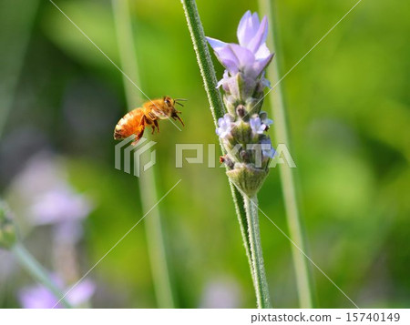 Close-up of bee sucking lavender honey 15740149
