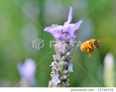 Close-up of bee sucking lavender honey 15740158