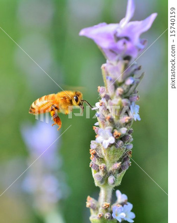 Close-up of bee sucking lavender honey 15740159