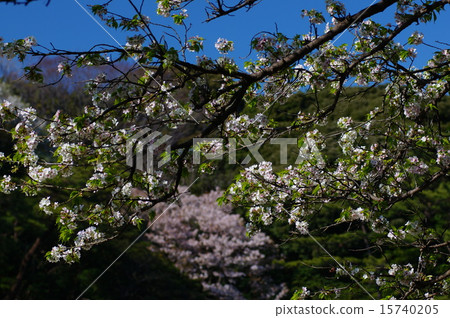 櫻花在山上 15740205