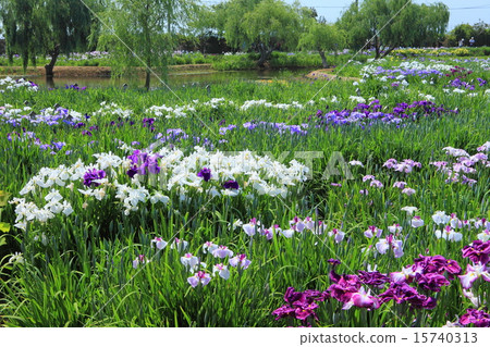 撒哈拉Ayame節 撒哈拉Ayame節 15740313