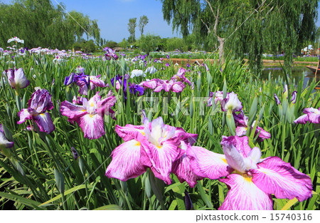 Sahara Ayame Festival Sahara Ayame Festival 15740316