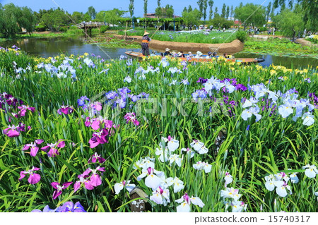 Sahara Ayame Festival Sahara Ayame Festival 15740317