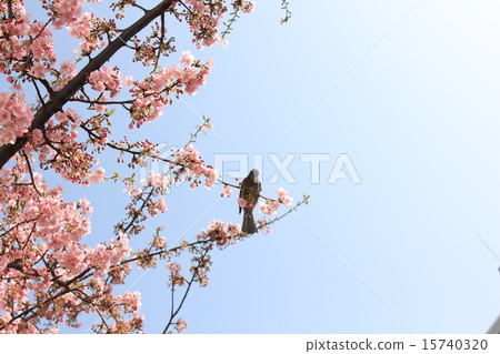A cherry tree brown bulb stops downward from the front A cherry tree brown bulb stops downward from the front 15740320