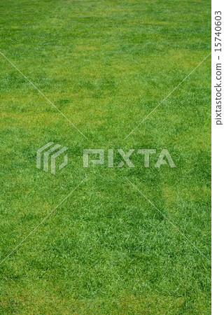 Grass background image 15740603